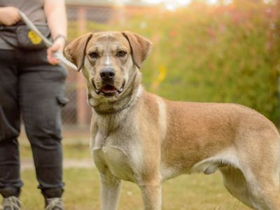 Rudi | Retriever (Labrador) Cross | Kenilworth (West Midlands) - 5
