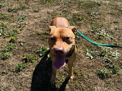 Angel | Terrier (Staffordshire Bull) Cross | Canterbury - 1