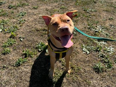 Angel | Terrier (Staffordshire Bull) | Canterbury