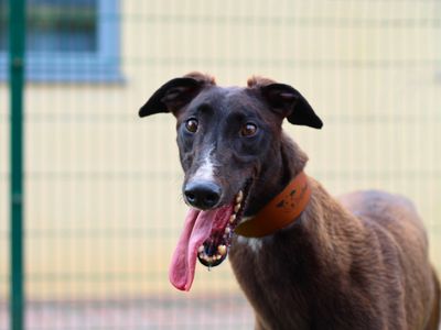 Marie | Greyhound | Manchester - 3