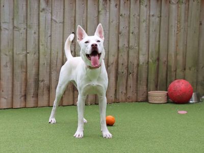 Luna, a 1 year old female Staffordshire Bull Terrier X available for adoption from Dogs Trust in County Durham