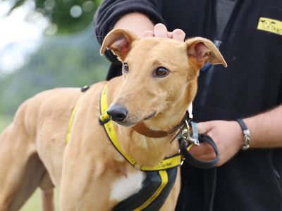 Spud | Greyhound | Leeds - 3