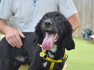 Zeus | Spaniel (Cocker) | Harefield West London - 3