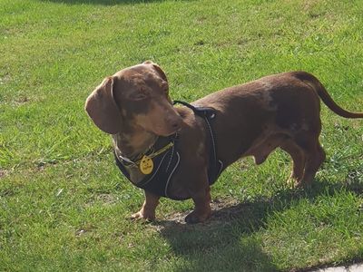 Roly | Dachshund (Miniature Smooth Haired) | Basildon (Essex) - 3