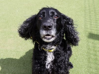 Reyna | Spaniel (Cocker) | Evesham (Worcestershire) - 2