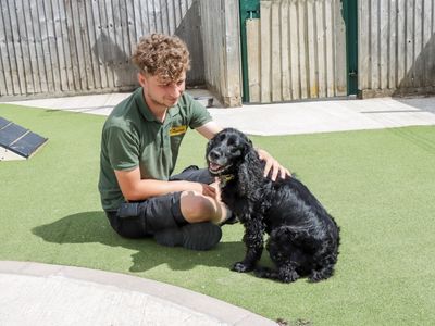 Reyna | Spaniel (Cocker) | Evesham (Worcestershire) - 3