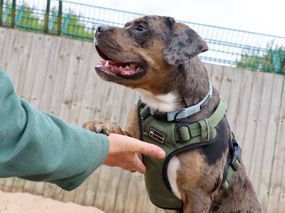 Arlo | Bulldog Cross | Leeds - 3
