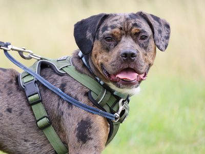 Arlo | Bulldog Cross | Leeds - 5