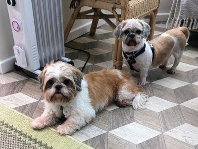 Koola and Dora | Shih Tzu | Leeds - 5