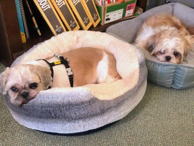 Koola and Dora | Shih Tzu | Leeds - 3