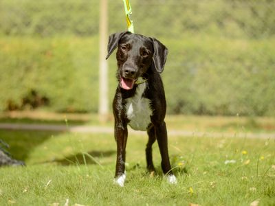 Otis | Beagle Cross | Kenilworth (West Midlands) - 3