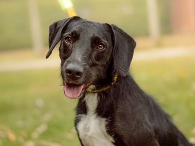 Otis | Beagle Cross | Kenilworth (West Midlands) - 1