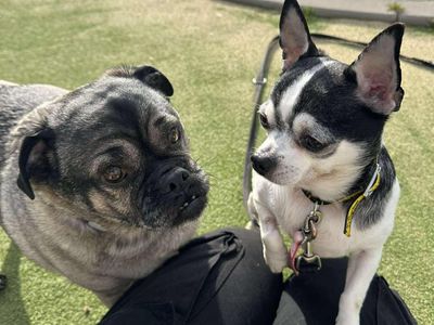 Lola | Pug Cross | Evesham (Worcestershire) - 3