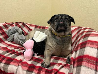 Lola | Pug Cross | Evesham (Worcestershire) - 5