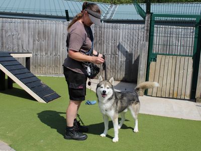 Smokey | Siberian Husky | Evesham (Worcestershire) - 3