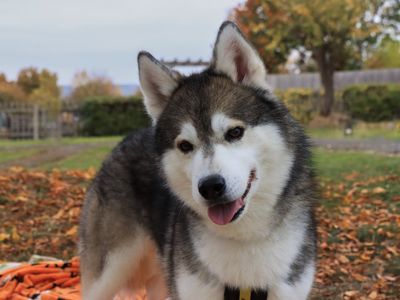 Smokey | Siberian Husky | Evesham (Worcestershire) - 5