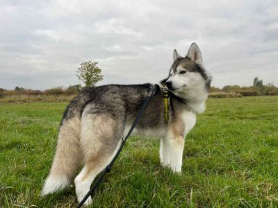Smokey | Siberian Husky | Evesham (Worcestershire) - 3