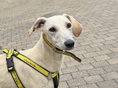 Perky | Lurcher | Basildon (Essex) - 3