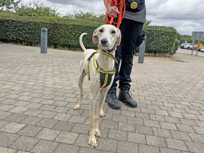 Perky | Lurcher | Basildon (Essex) - 1