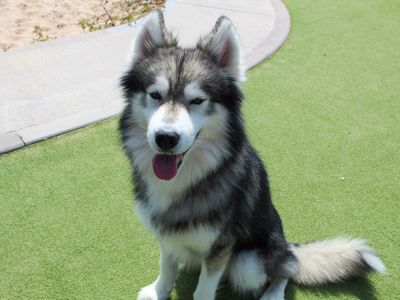 Fen | Siberian Husky | Evesham (Worcestershire) - 3