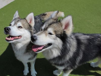 Fen | Siberian Husky | Evesham (Worcestershire) - 2