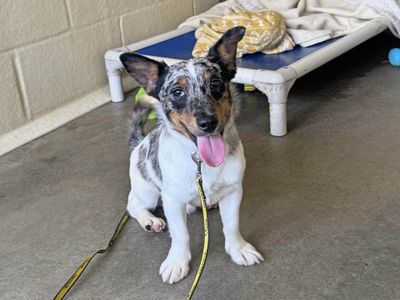 Robby | Terrier (Jack Russell) | Basildon (Essex) - 2