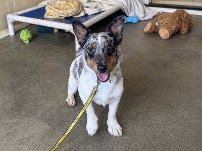 Robby | Terrier (Jack Russell) | Basildon (Essex) - 3