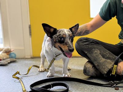 Robby | Terrier (Jack Russell) | Basildon (Essex) - 5