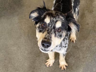 Chervil | Collie (Border) Cross | Basildon (Essex) - 3
