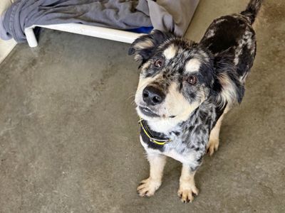 Chervil | Collie (Border) Cross | Basildon (Essex) - 2
