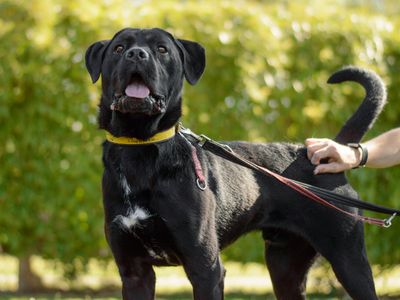Hansel | Retriever (Labrador) Cross | Kenilworth (West Midlands) - 3