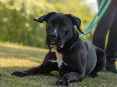 Gretel | Retriever (Labrador) Cross | Kenilworth (West Midlands) - 5