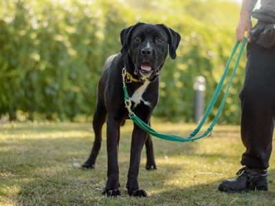 Gretel | Retriever (Labrador) Cross | Kenilworth (West Midlands) - 3