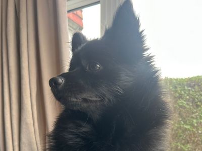 Mouse | Pomeranian | Loughborough - 2