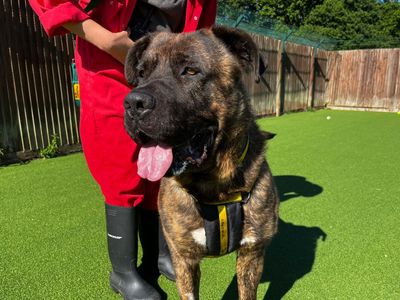 Ozzy | Mastiff | Canterbury - 3