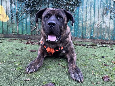 Ozzy | Mastiff Cross | Ilfracombe - 3