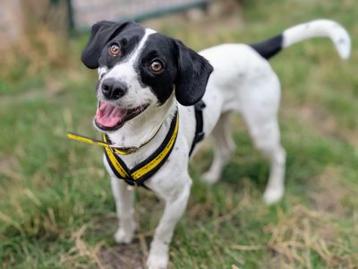 Pete | Terrier (Jack Russell) Cross | Cardiff - 5