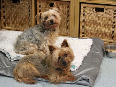 Chewie | Terrier (Yorkshire) | Merseyside (Liverpool) - 2