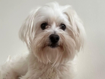 Trevor | Maltese | Bridgend (Wales) - 2