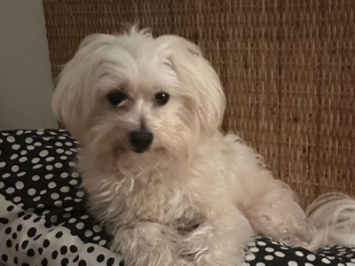 Trevor | Maltese | Bridgend (Wales) - 3