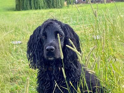 George | Spaniel (Cocker) | Salisbury (Wiltshire) - 2
