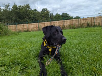 Ralph | Retriever (Labrador) | West Calder (Edinburgh) - 2