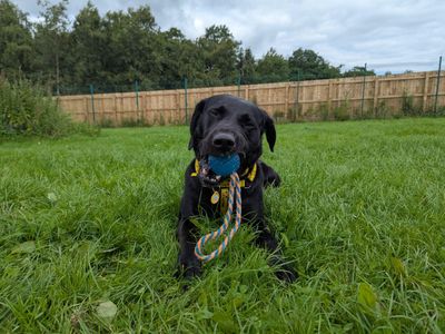 Ralph | Retriever (Labrador) | West Calder (Edinburgh) - 3