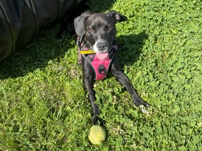 Molly | Spaniel (Cocker) Cross | Ballymena (Northern Ireland) - 2