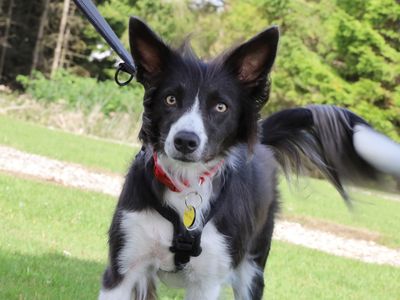 Libby | Collie (Border) Cross | Leeds - 3