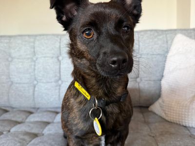 Lulu | Terrier (Jack Russell) Cross | Loughborough - 3