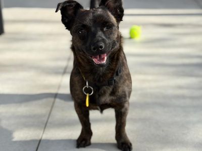 Lulu | Terrier (Jack Russell) Cross | Loughborough - 2