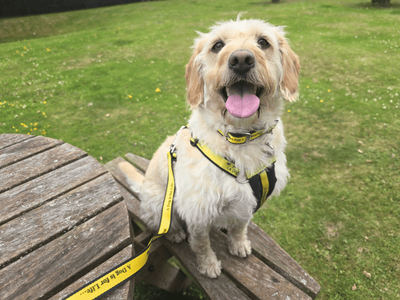 Nova | Retriever (Labrador) Cross | Dundee rehoming - 5