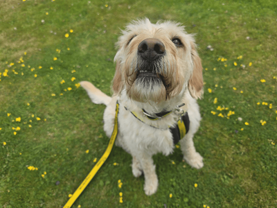 Nova | Retriever (Labrador) Cross | Dundee rehoming - 3