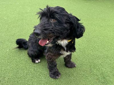 Bandit | Crossbreed | Basildon (Essex) - 3